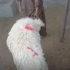 للبيع جذعات نعيم طيبات ثمان إلى تسع شهور