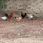 للبيع دجاج بلدي بياض حضان