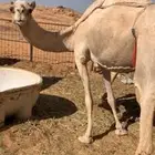 ناقه حايل للبيع الموقع ضواحي تيماء
