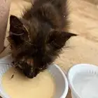 قطه للإنقاذ او التبني