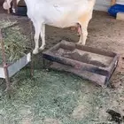 مشرووكه جرم نادر