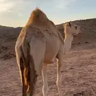 بكره حايل سنها ثنيه