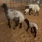 متابيع نعيم