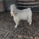 تيس عارضي