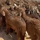طليان سواكن مرابي شرط