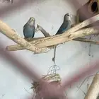 اثنين روز للبيع
