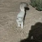 قطوه لونها ابيض احد شافها ضايعه بالسلاميه