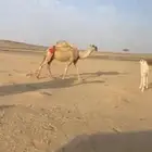 البيع خلفه