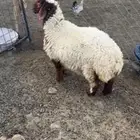 رخل نعيمي