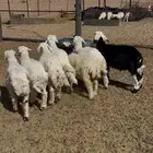حريات للبيع