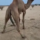 بعير حمر للبيع طيب ماعندي له انتاج ولا صوره ونرجو عدم بخس