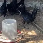 4 دجاج اسود صافي