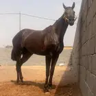 للبيع فرس