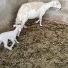 شاه طيبه سنها سديس تحتها رخل ديدها سليم شرط معها رخل يتيم