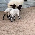 نعيمه متبع تم البيع