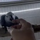 فرخ كاسكو كونغو