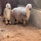 طليان نجد جذعان طيبة بالحيل