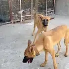 كلاب مالينو زكر وانث