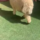 تم البيع