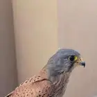 شبوط او باشق للبيع