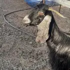 عنز متبع عارضيه