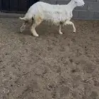 رخله حري. جذعه. العمر 8 اشهر. فل فل شحم. البيع 1250ريال