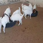 جفار بورقوت