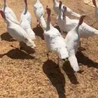 دجاج رومي فرنسي