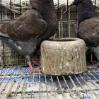 طبه كنق مودينا برونز انديقو. تم البيع