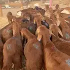 طليان سواكني 105 راس حمري