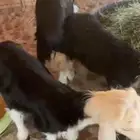 طليان ورخله