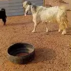 تيس مشروك فاخر