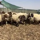 غنم نعيم مراح دفيع كلها في وجه ولاد