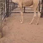 قعود طيب بالحيل وامه طيبه وكفو