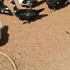 بط بح عدد 10 اناث وذكر