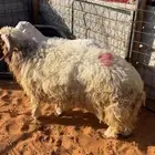 نعيم جذعان للبيع