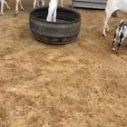 بيشيات فواخر