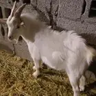 تيس قزمي اليف