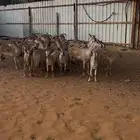 غنم جنوبيه طيبه الوان معها تيسين هجين