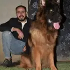 مدرب كلاب