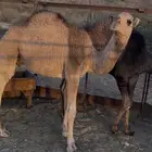 قعدان للبيع مفاريد