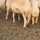 حريات صنف نوادر العدد 50