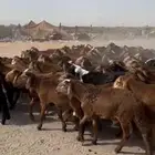طليان سواكني حمري جروم