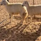 خرفان حري اعمارها 6 شهور ونص