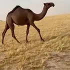 للبيع البكره الطيبه
