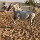 فرس