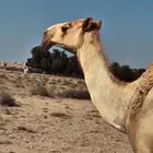 للبيع ناقه شعلاء طيبه مبيوع ولدها قبل ايام