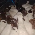 غنم نعيم وحري هرافي