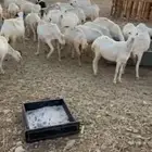 غنم رفيديات دفيع