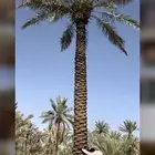نخيل للبيع بجميع أنواعه ومقاساته